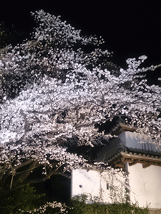 2018年の高崎の桜
